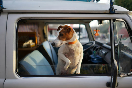 Back Seat Dog Hammock