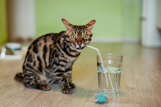 cat hydration with flowing pet water fountain